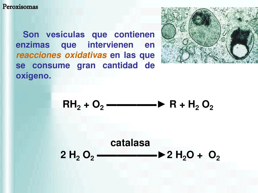 Peroxisomas RH2 + O2 ▬▬▬▬▬► R + H2 O2 catalasa
