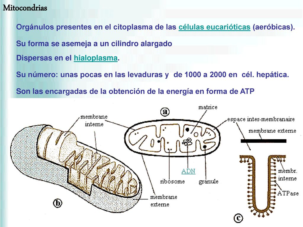 Mitocondrias Orgánulos presentes en el citoplasma de las células eucarióticas (aeróbicas). Su forma se asemeja a un cilindro alargado.
