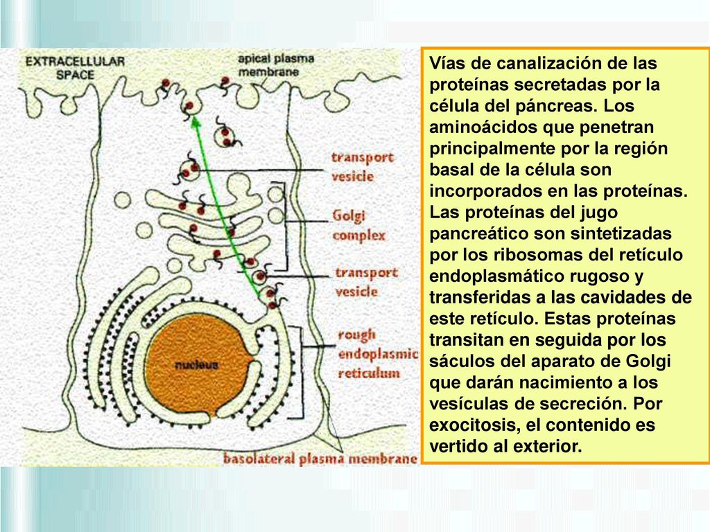 Vías de canalización de las proteínas secretadas por la célula del páncreas.