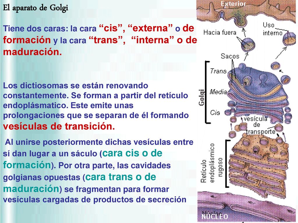 El aparato de Golgi Tiene dos caras: la cara cis , externa o de formación y la cara trans , interna o de maduración.