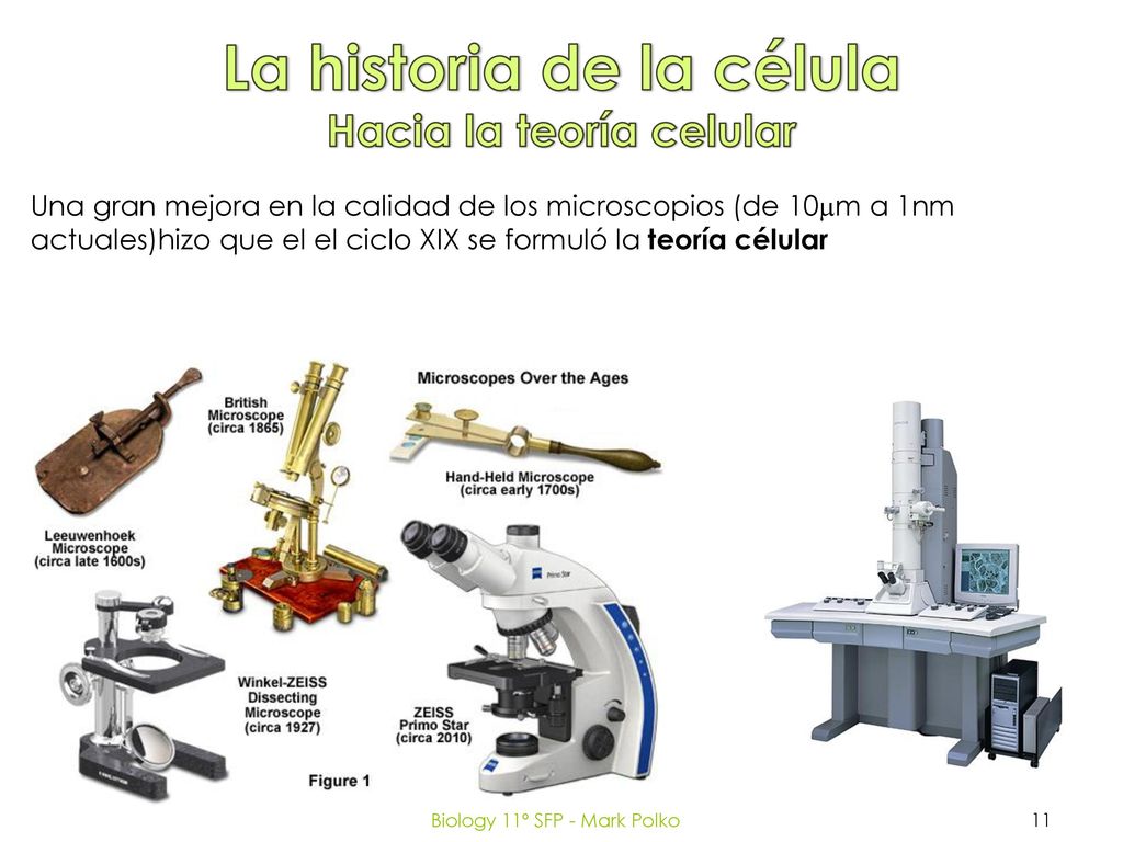 La historia de la célula Hacia la teoría celular