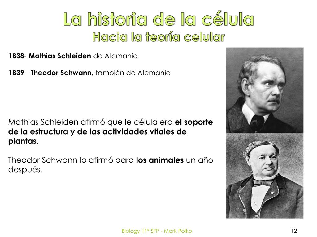 La historia de la célula Hacia la teoría celular