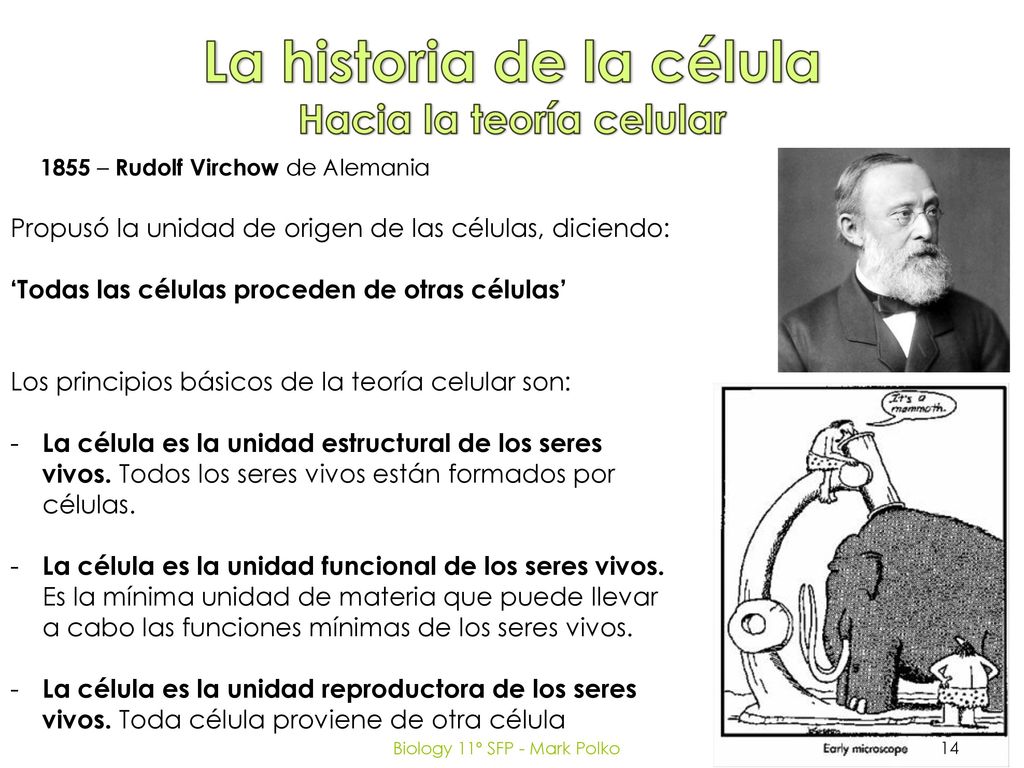 La historia de la célula Hacia la teoría celular
