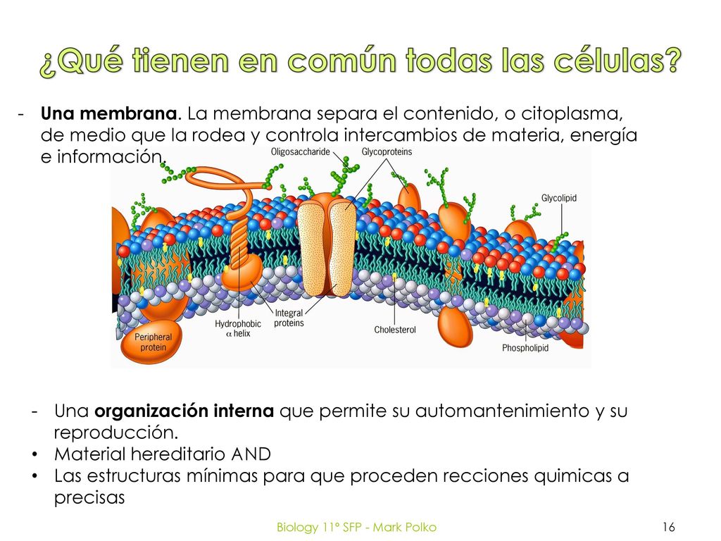 Tema 2 La organización célular de los seres vivos - ppt descargar