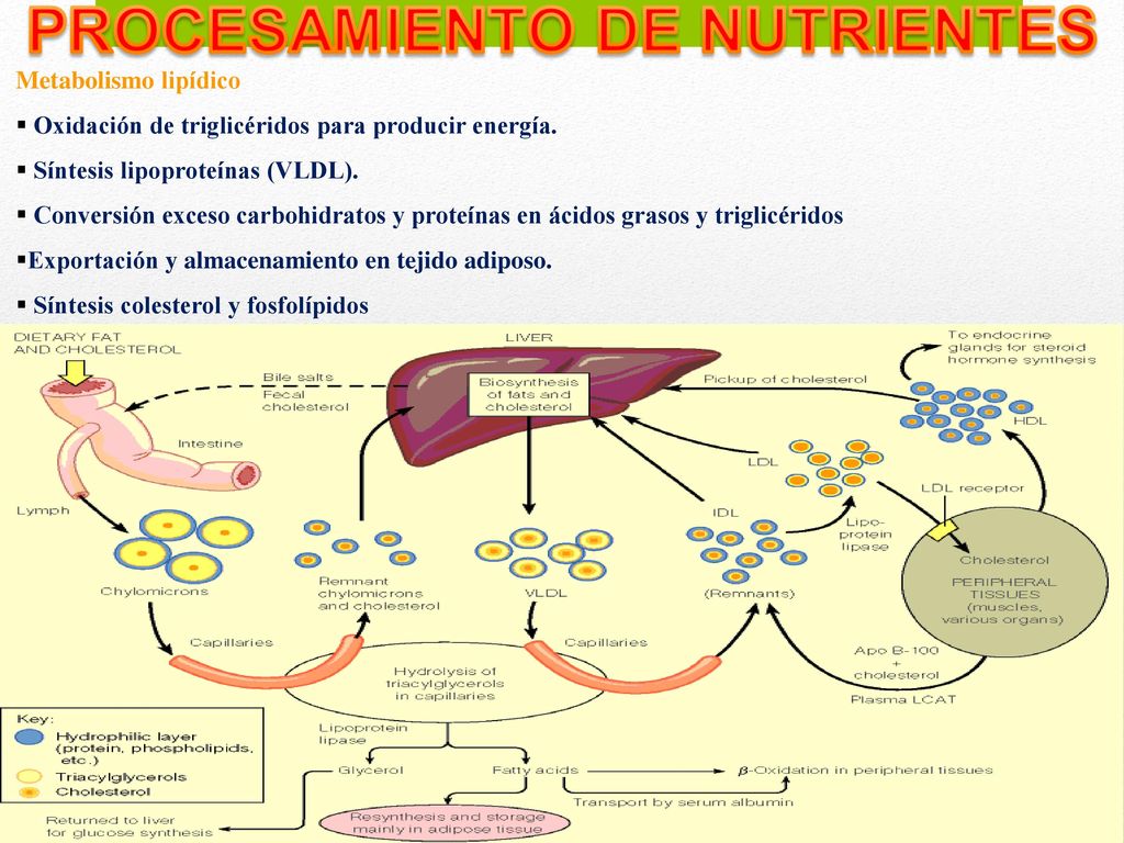 Metabolismo lipídico Oxidación de triglicéridos para producir energía. Síntesis lipoproteínas (VLDL).