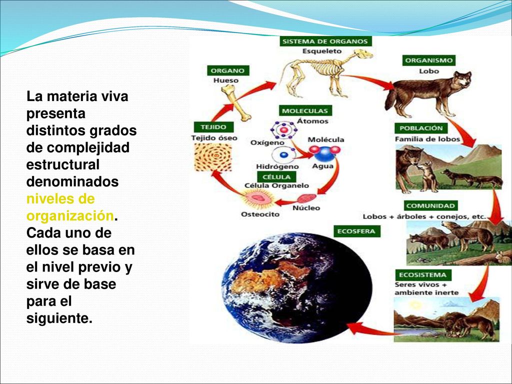 La materia viva presenta distintos grados de complejidad estructural denominados niveles de organización.