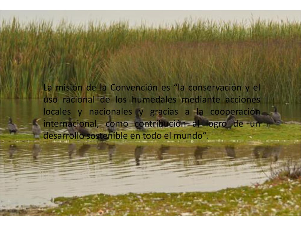 La misión de la Convención es la conservación y el uso racional de los humedales mediante acciones locales y nacionales y gracias a la cooperación internacional, como contribución al logro de un desarrollo sostenible en todo el mundo .