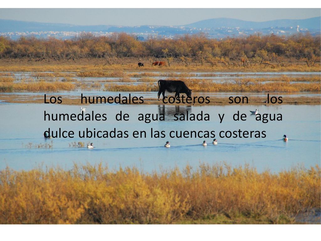 Los humedales costeros son los humedales de agua salada y de agua dulce ubicadas en las cuencas costeras