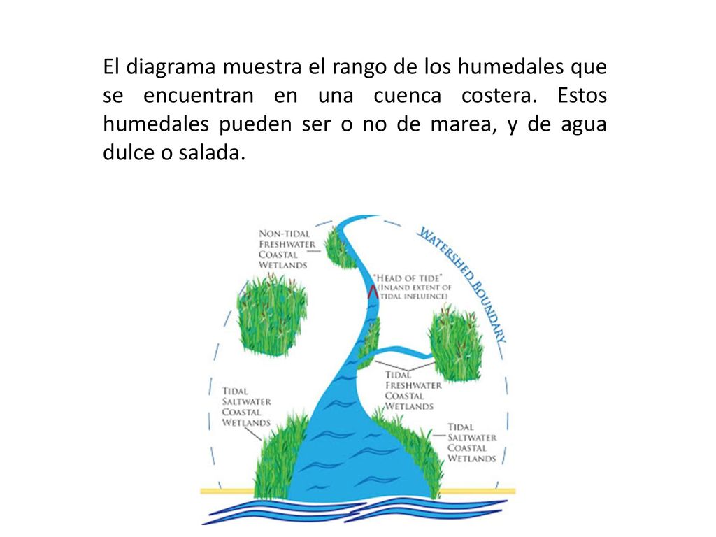 El diagrama muestra el rango de los humedales que se encuentran en una cuenca costera.