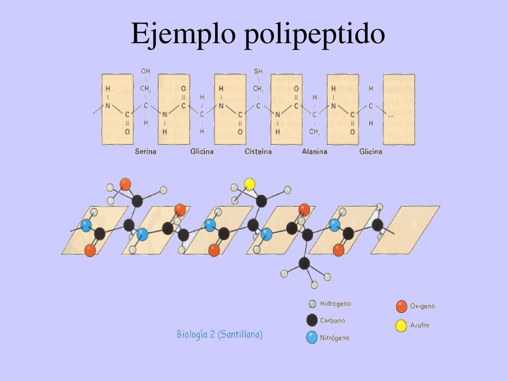 Cadenas polipeptídicas - ppt descargar