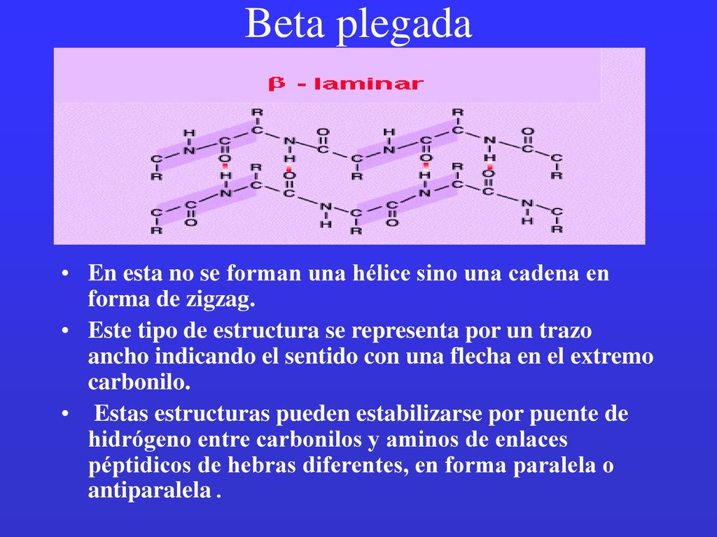 Beta plegada En esta no se forman una hélice sino una cadena en forma de zigzag.