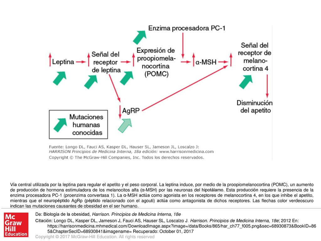 Vía central utilizada por la leptina para regular el apetito y el peso corporal. La leptina induce, por medio de la proopiomelanocortina (POMC), un aumento de producción de hormona estimuladora de los melanocitos alfa (α-MSH) por las neuronas del hipotálamo. Esta producción requiere la presencia de la enzima procesadora PC-1 (proenzima convertasa 1). La α-MSH actúa como agonista en los receptores de melanocortina 4, en los que inhibe el apetito, mientras que el neuropéptido AgRp (péptido relacionado con el agouti) actúa como antagonista de dichos receptores. Las flechas color verdeoscuro indican las mutaciones causantes de obesidad en el ser humano.