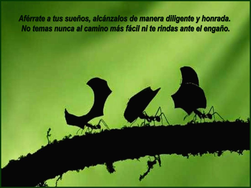 Aférrate a tus sueños, alcánzalos de manera diligente y honrada