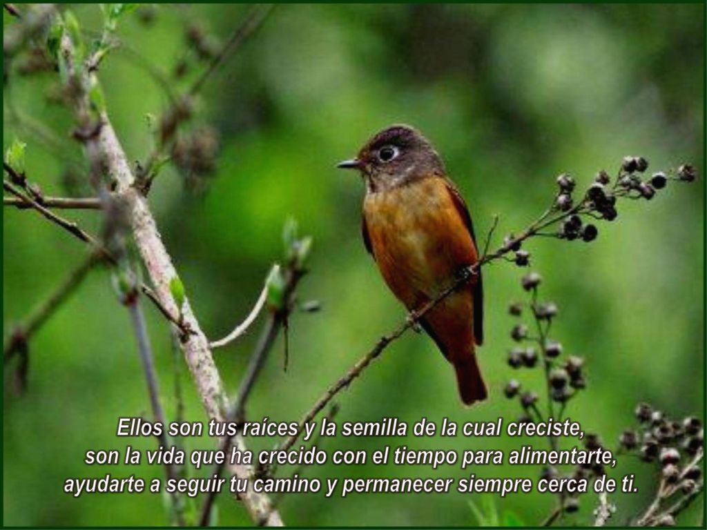 Ellos son tus raíces y la semilla de la cual creciste, son la vida que ha crecido con el tiempo para alimentarte, ayudarte a seguir tu camino y permanecer siempre cerca de ti.