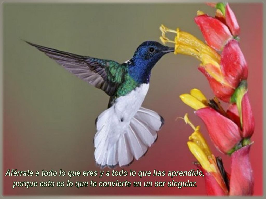 Aférrate a todo lo que eres y a todo lo que has aprendido, porque esto es lo que te convierte en un ser singular.