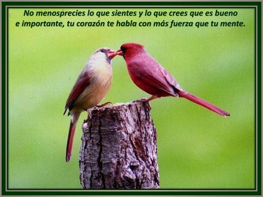 No menosprecies lo que sientes y lo que crees que es bueno e importante, tu corazón te habla con más fuerza que tu mente.
