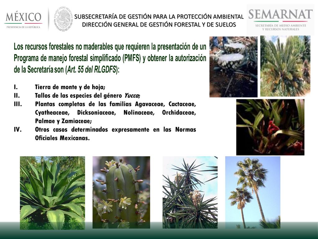 Tierra de monte y de hoja; Tallos de las especies del género Yucca;