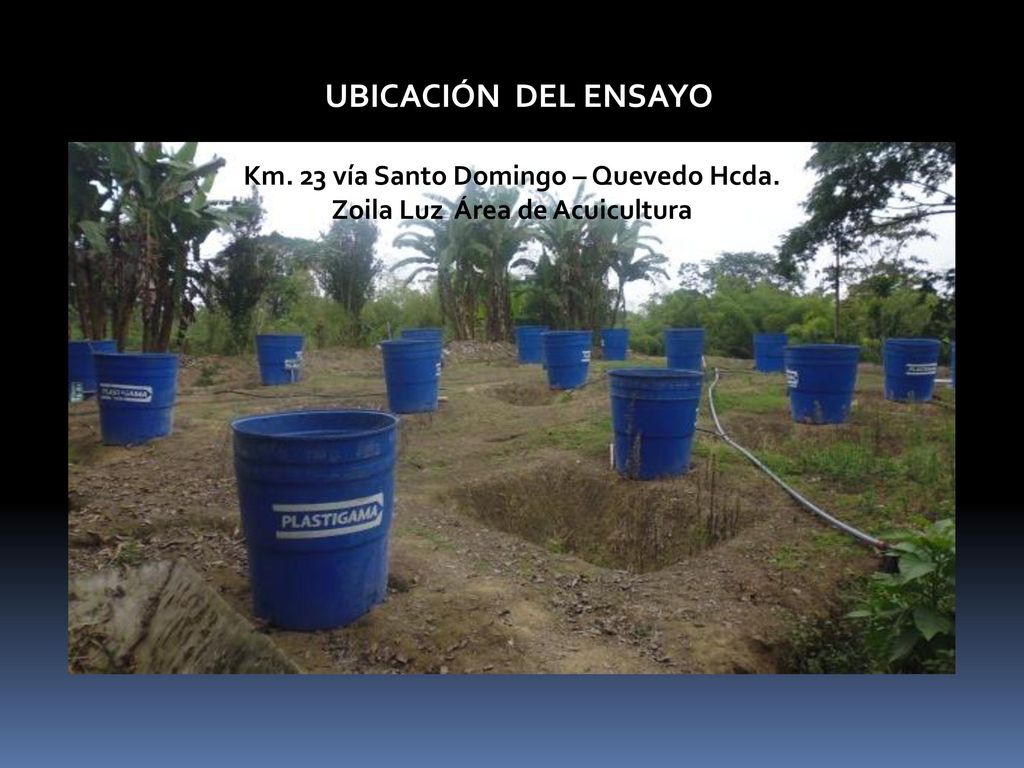 Km. 23 vía Santo Domingo – Quevedo Hcda. Zoila Luz Área de Acuicultura