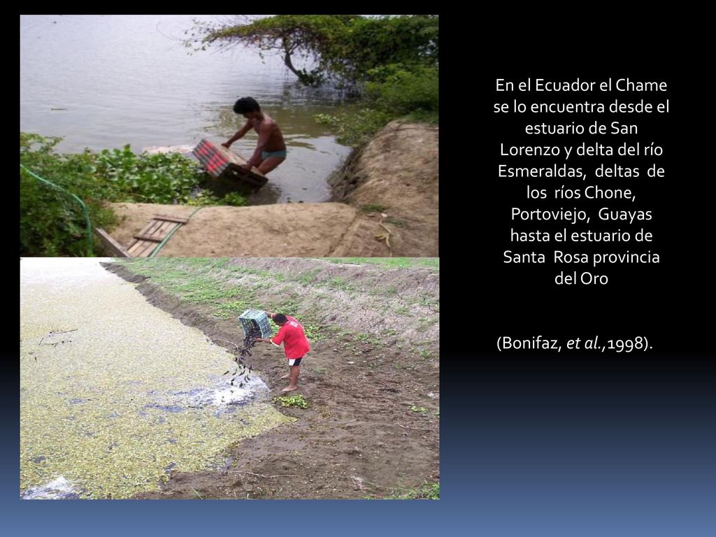 En el Ecuador el Chame se lo encuentra desde el estuario de San Lorenzo y delta del río Esmeraldas, deltas de los ríos Chone, Portoviejo, Guayas hasta el estuario de Santa Rosa provincia del Oro