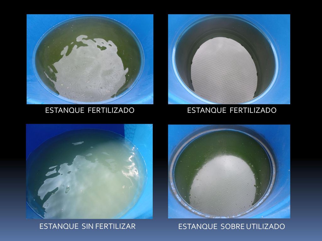 ESTANQUE FERTILIZADO ESTANQUE FERTILIZADO ESTANQUE SIN FERTILIZAR ESTANQUE SOBRE UTILIZADO