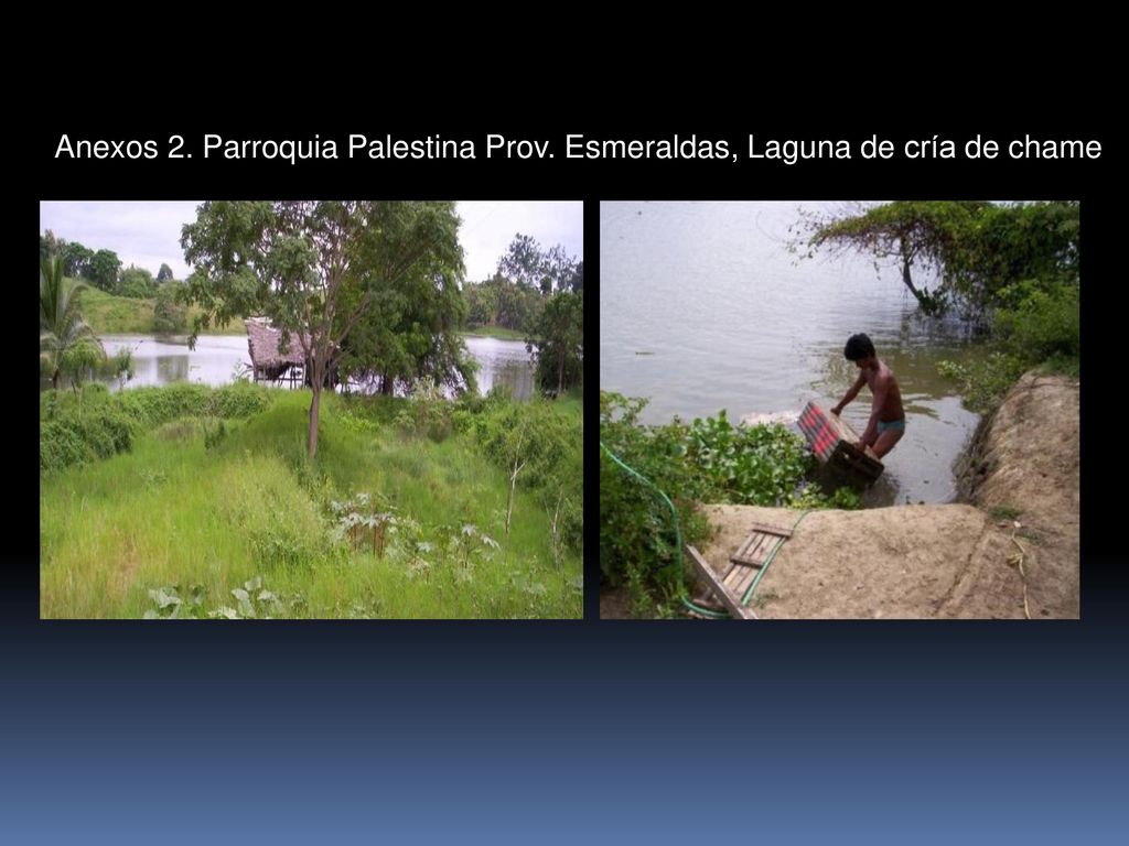 Anexos 2. Parroquia Palestina Prov. Esmeraldas, Laguna de cría de chame