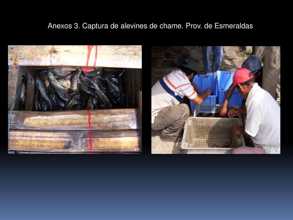 Anexos 3. Captura de alevines de chame. Prov. de Esmeraldas