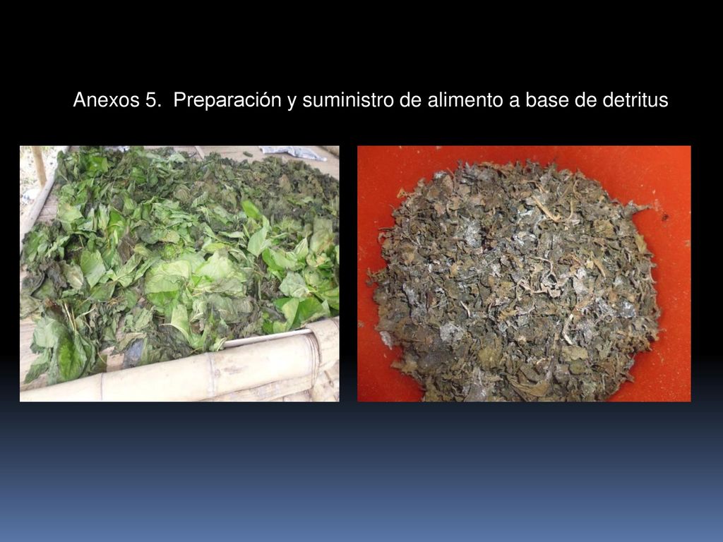 Anexos 5. Preparación y suministro de alimento a base de detritus
