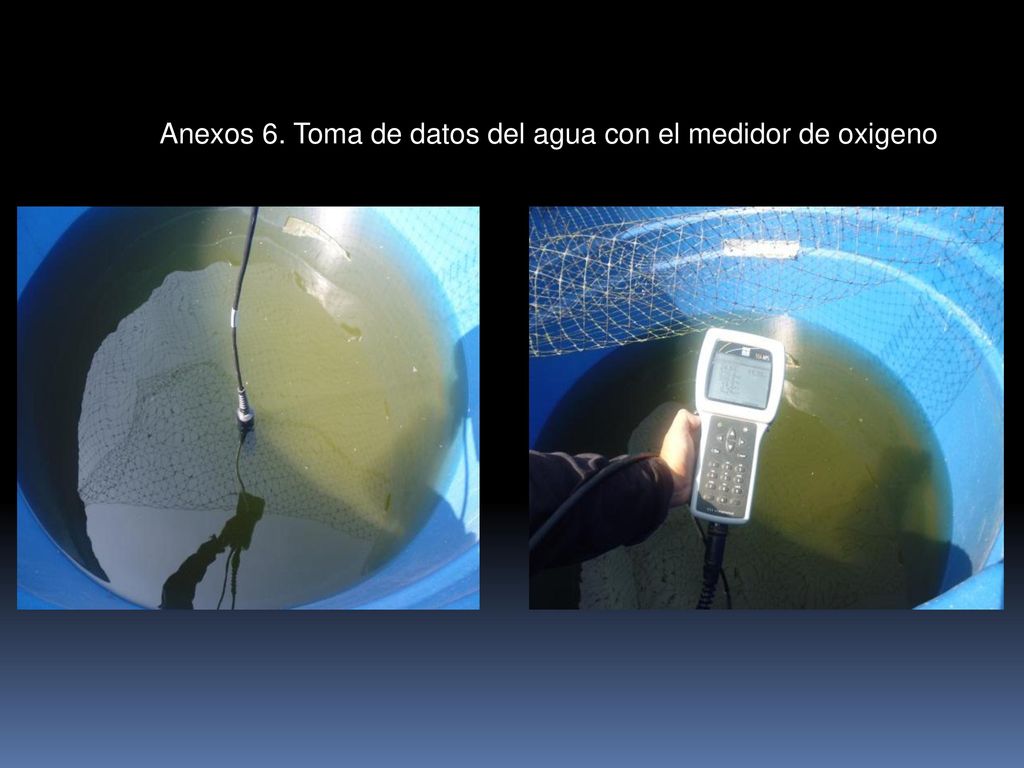 Anexos 6. Toma de datos del agua con el medidor de oxigeno