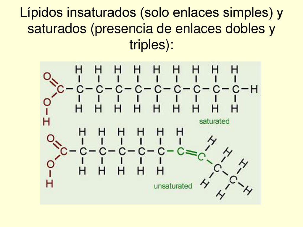 Lípidos insaturados (solo enlaces simples) y saturados (presencia de enlaces dobles y triples):