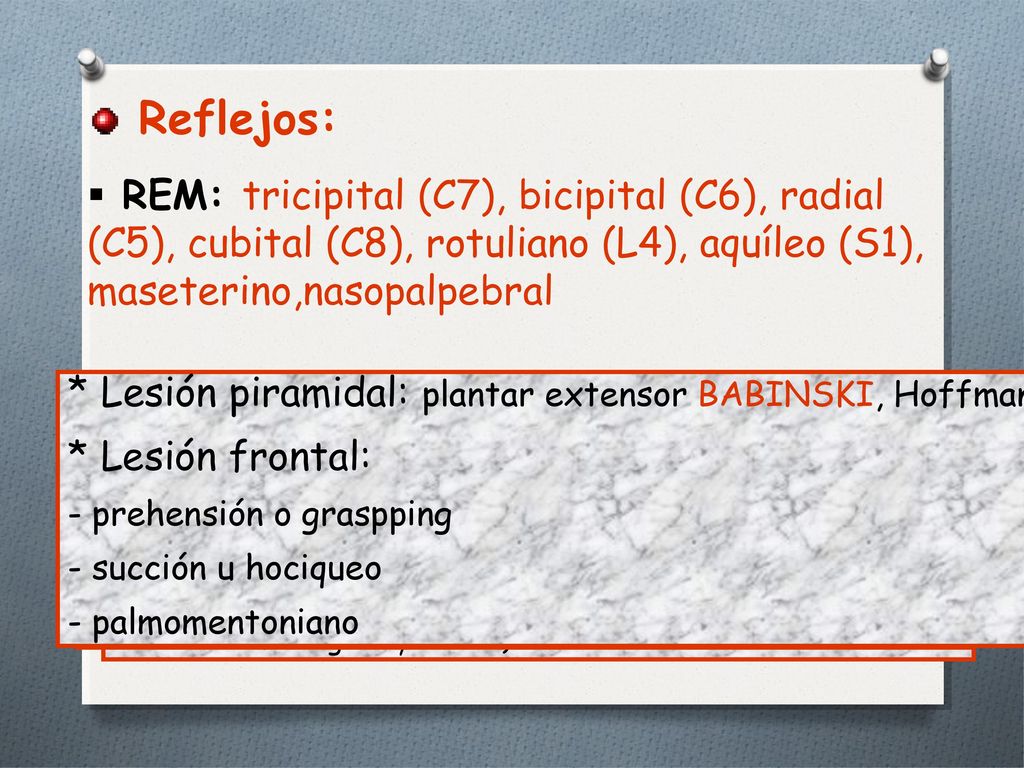 Reflejos: REM: tricipital (C7), bicipital (C6), radial (C5), cubital (C8), rotuliano (L4), aquíleo (S1), maseterino,nasopalpebral.