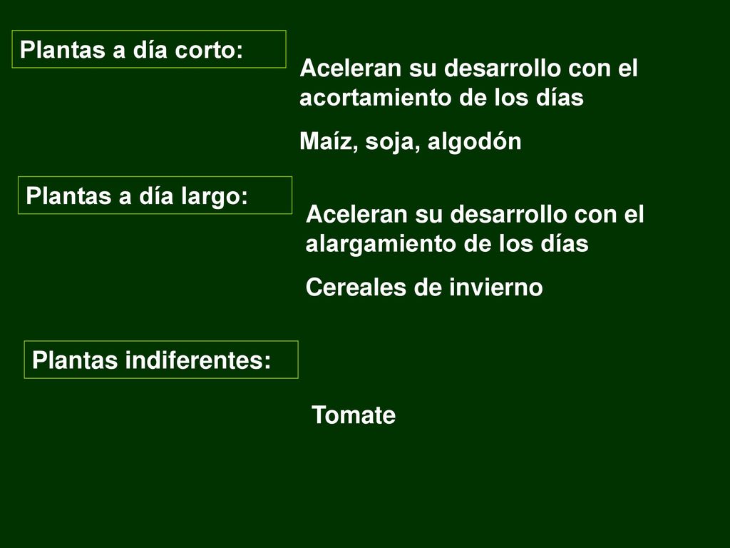 Plantas a día corto: Aceleran su desarrollo con el acortamiento de los días. Maíz, soja, algodón. Plantas a día largo: