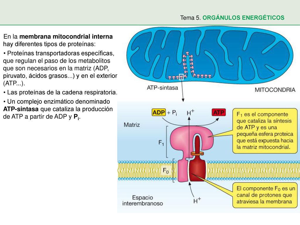 1. Mitocondrias Tema 5. ORGÁNULOS ENERGÉTICOS. En la membrana mitocondrial interna hay diferentes tipos de proteínas: