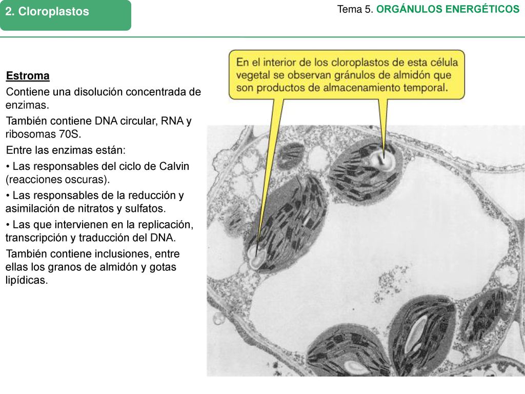 2. Cloroplastos Tema 5. ORGÁNULOS ENERGÉTICOS. Estroma. Contiene una disolución concentrada de enzimas.