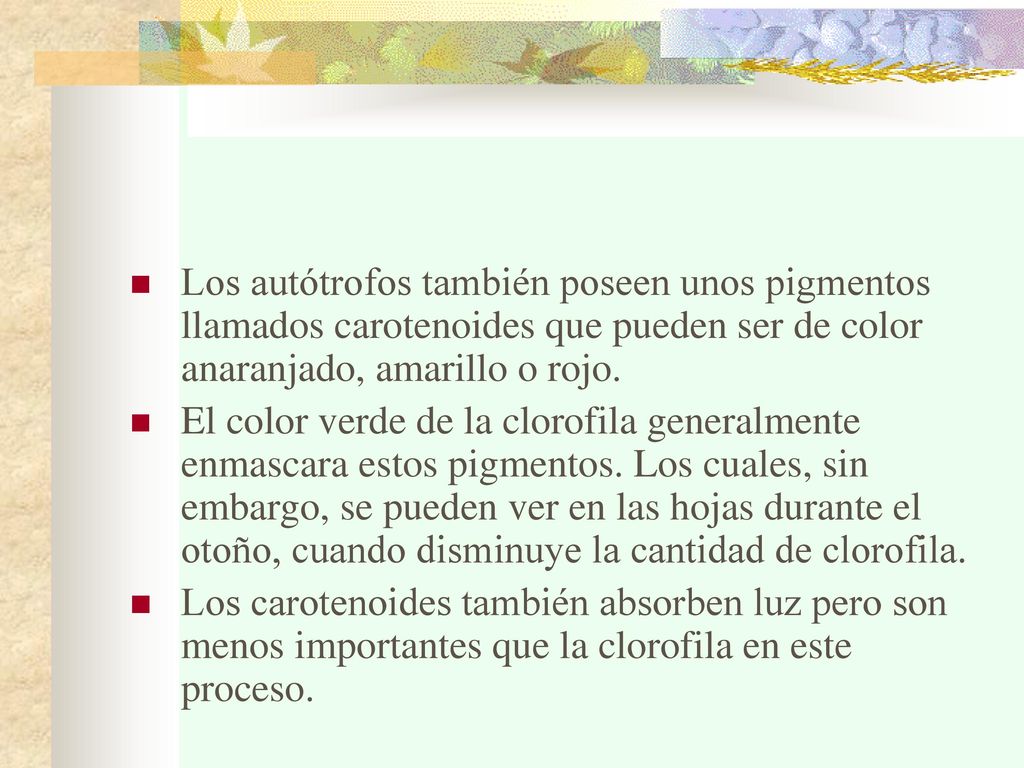 Los autótrofos también poseen unos pigmentos llamados carotenoides que pueden ser de color anaranjado, amarillo o rojo.