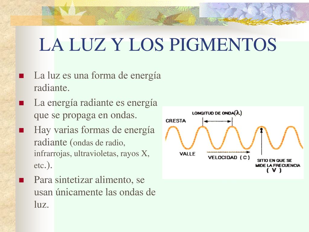 LA LUZ Y LOS PIGMENTOS La luz es una forma de energía radiante.