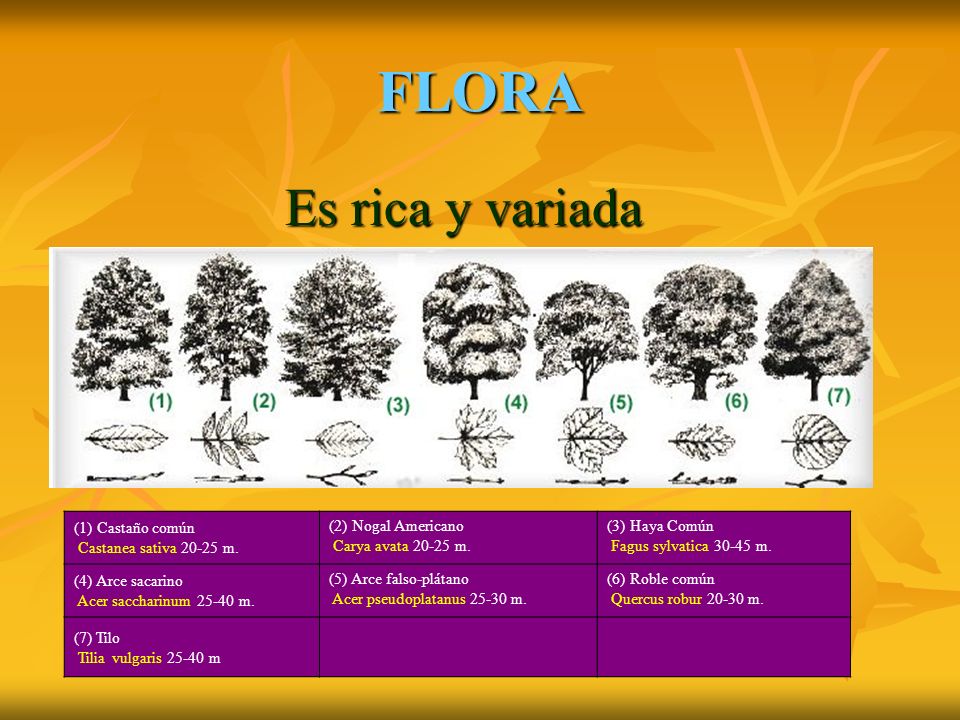 FLORA Es rica y variada (1) Castaño común Castanea sativa m.