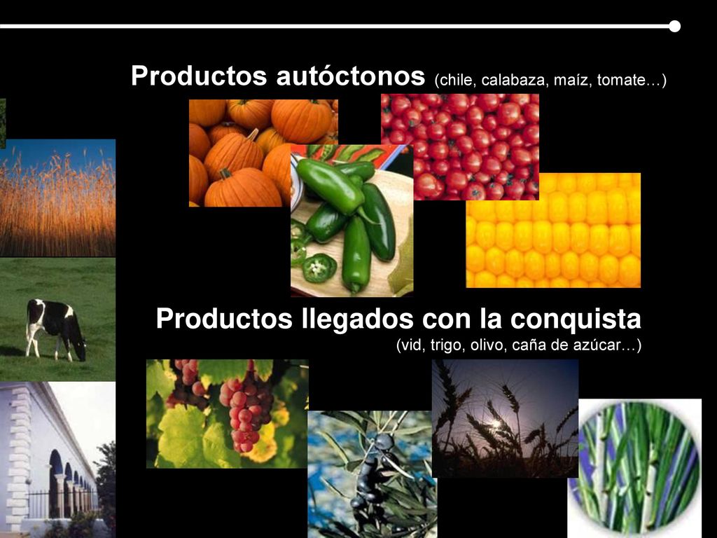 Productos autóctonos (chile, calabaza, maíz, tomate…)