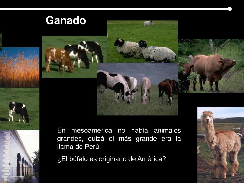 Ganado En mesoamérica no había animales grandes, quizá el más grande era la llama de Perú.