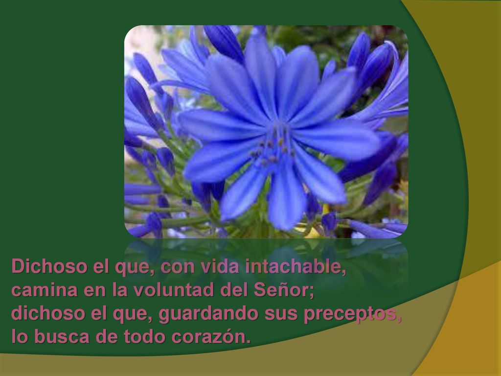 Dichoso el que, con vida intachable, camina en la voluntad del Señor; dichoso el que, guardando sus preceptos, lo busca de todo corazón.