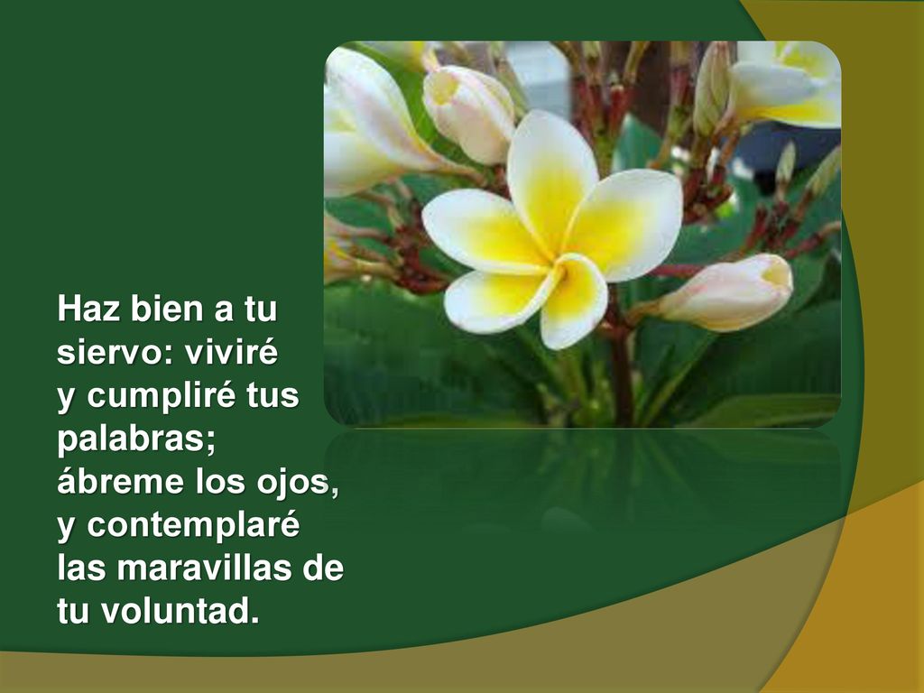 Haz bien a tu siervo: viviré y cumpliré tus palabras; ábreme los ojos, y contemplaré las maravillas de tu voluntad.