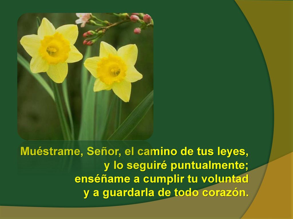 Muéstrame, Señor, el camino de tus leyes, y lo seguiré puntualmente; enséñame a cumplir tu voluntad y a guardarla de todo corazón.