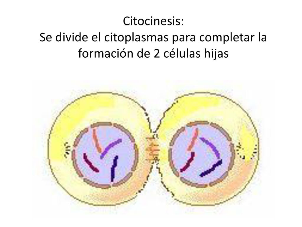 Citocinesis: Se divide el citoplasmas para completar la formación de 2 células hijas
