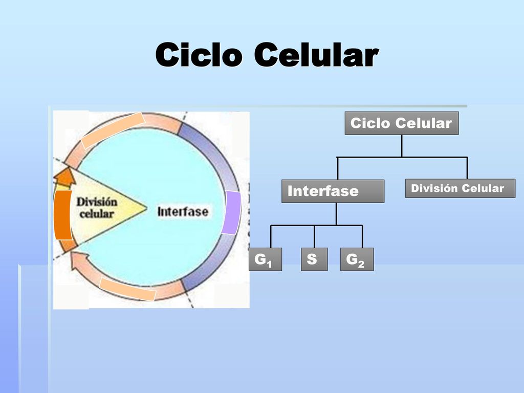 Ciclo Celular Ciclo Celular Interfase División Celular G1 S G2
