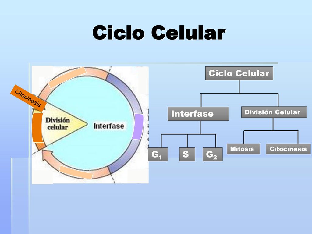Ciclo Celular Ciclo Celular Interfase G1 S G2 División Celular