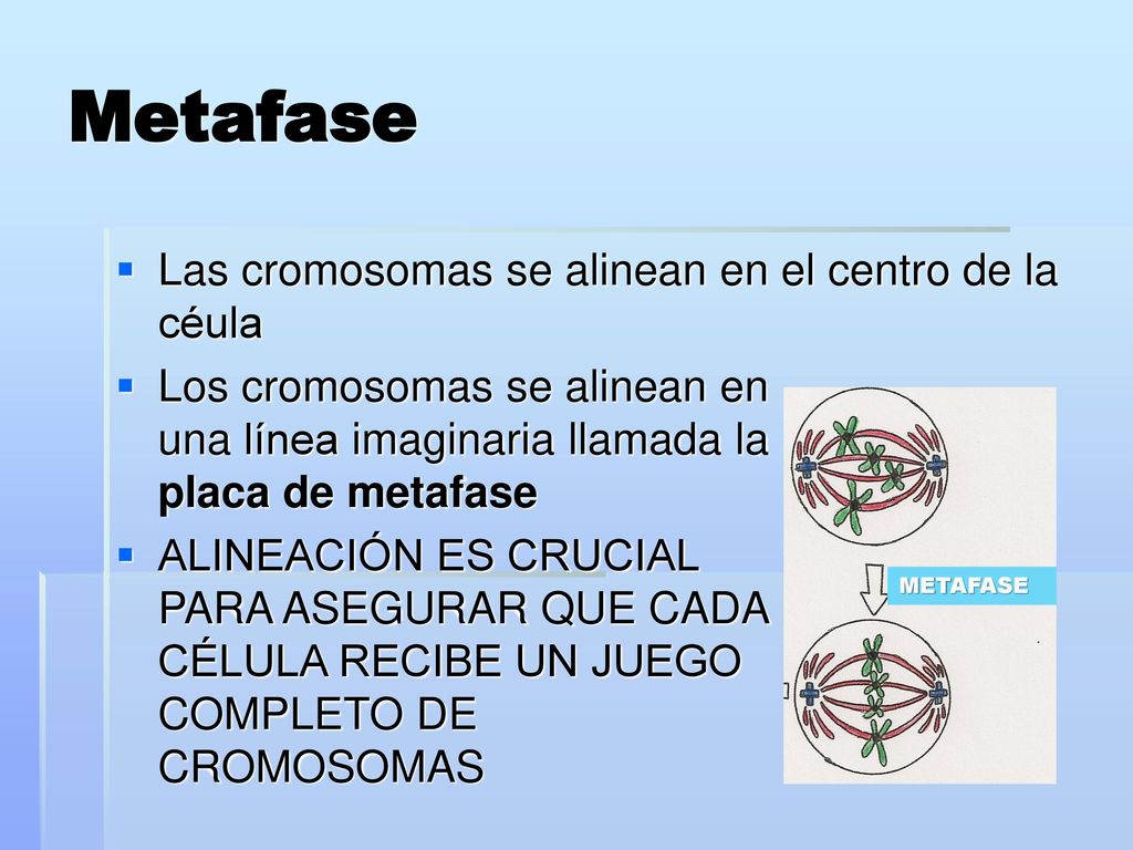 Metafase Las cromosomas se alinean en el centro de la céula