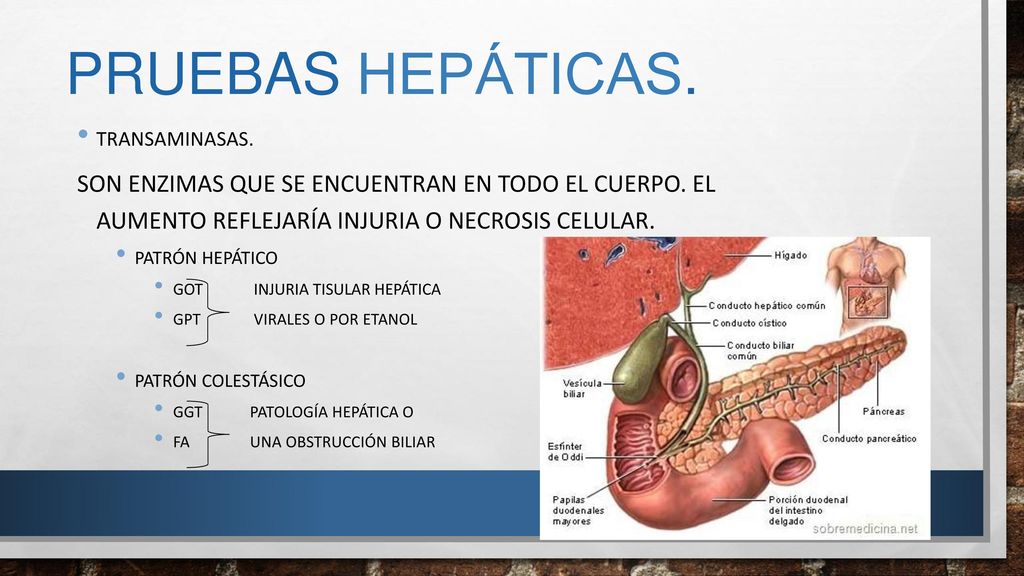Pruebas hepáticas. Transaminasas. Son enzimas que se encuentran en todo el cuerpo. El aumento reflejaría injuria o necrosis celular.
