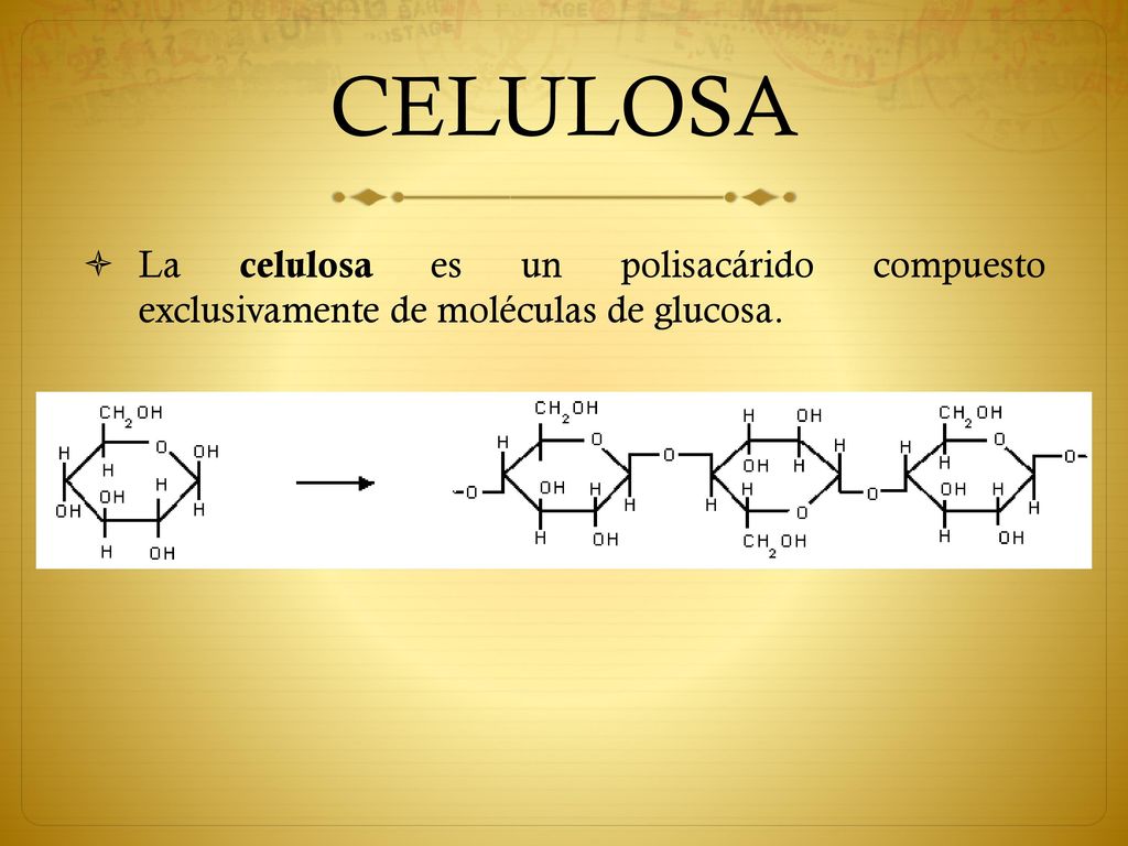 CELULOSA La celulosa es un polisacárido compuesto exclusivamente de moléculas de glucosa.