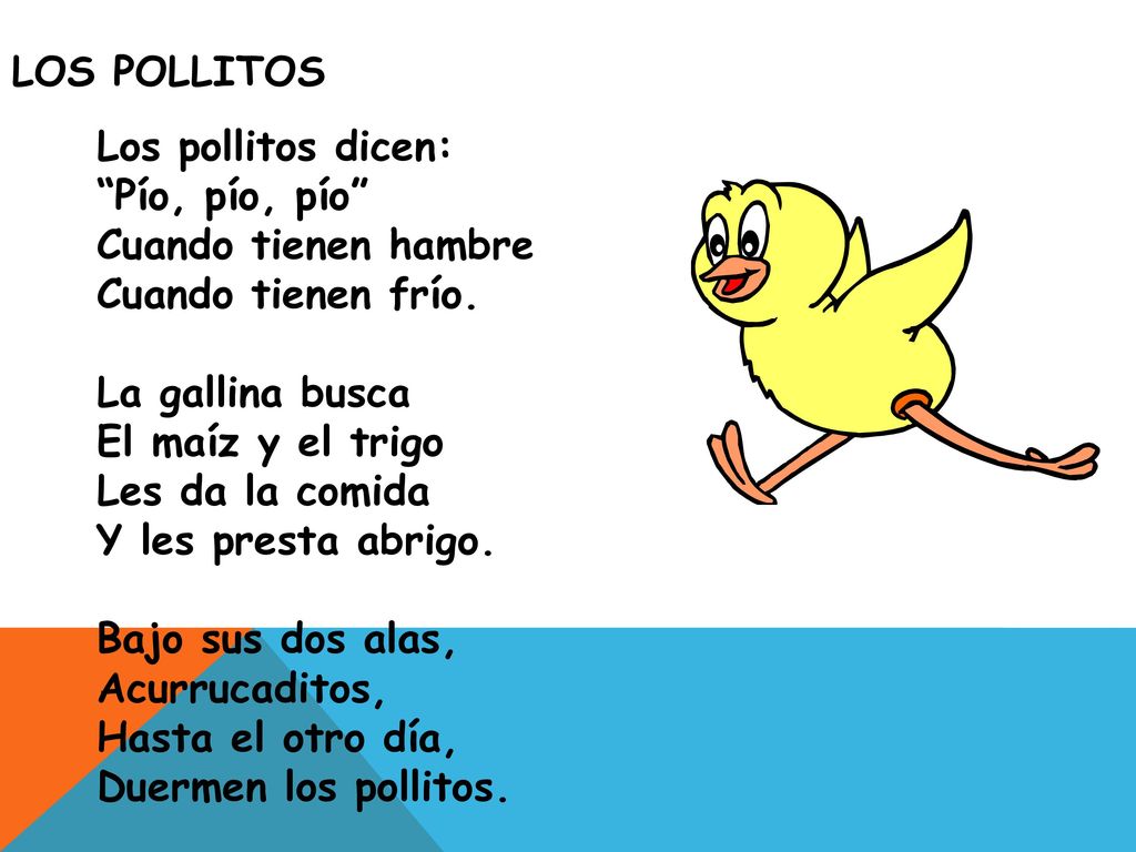 Los Pollitos Los pollitos dicen: Pío, pío, pío Cuando tienen hambre. Cuando tienen frío. La gallina busca.