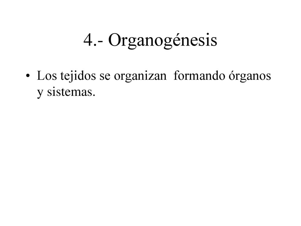 4.- Organogénesis Los tejidos se organizan formando órganos y sistemas.