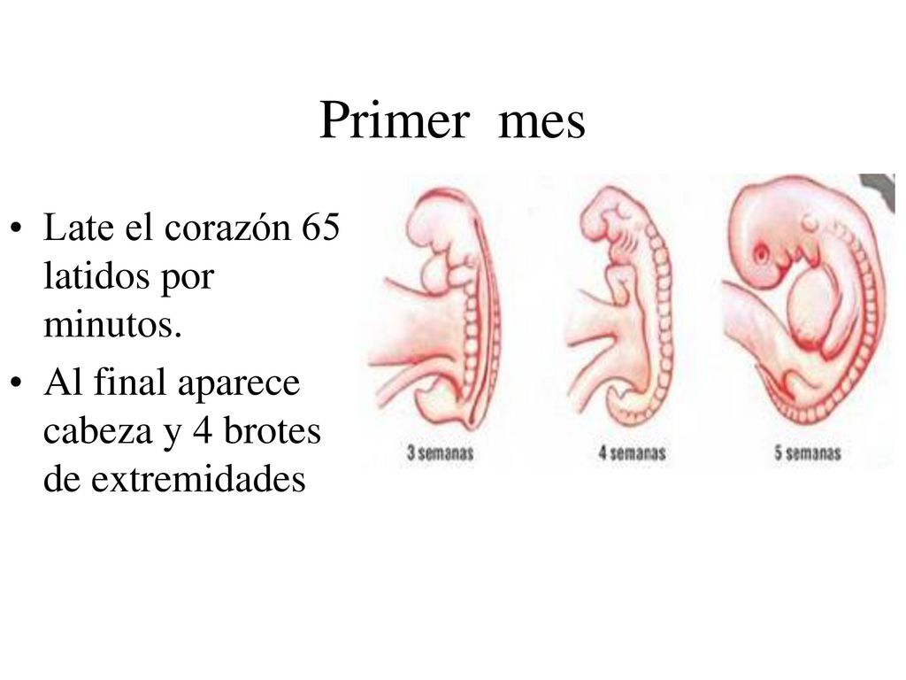 Primer mes Late el corazón 65 latidos por minutos.